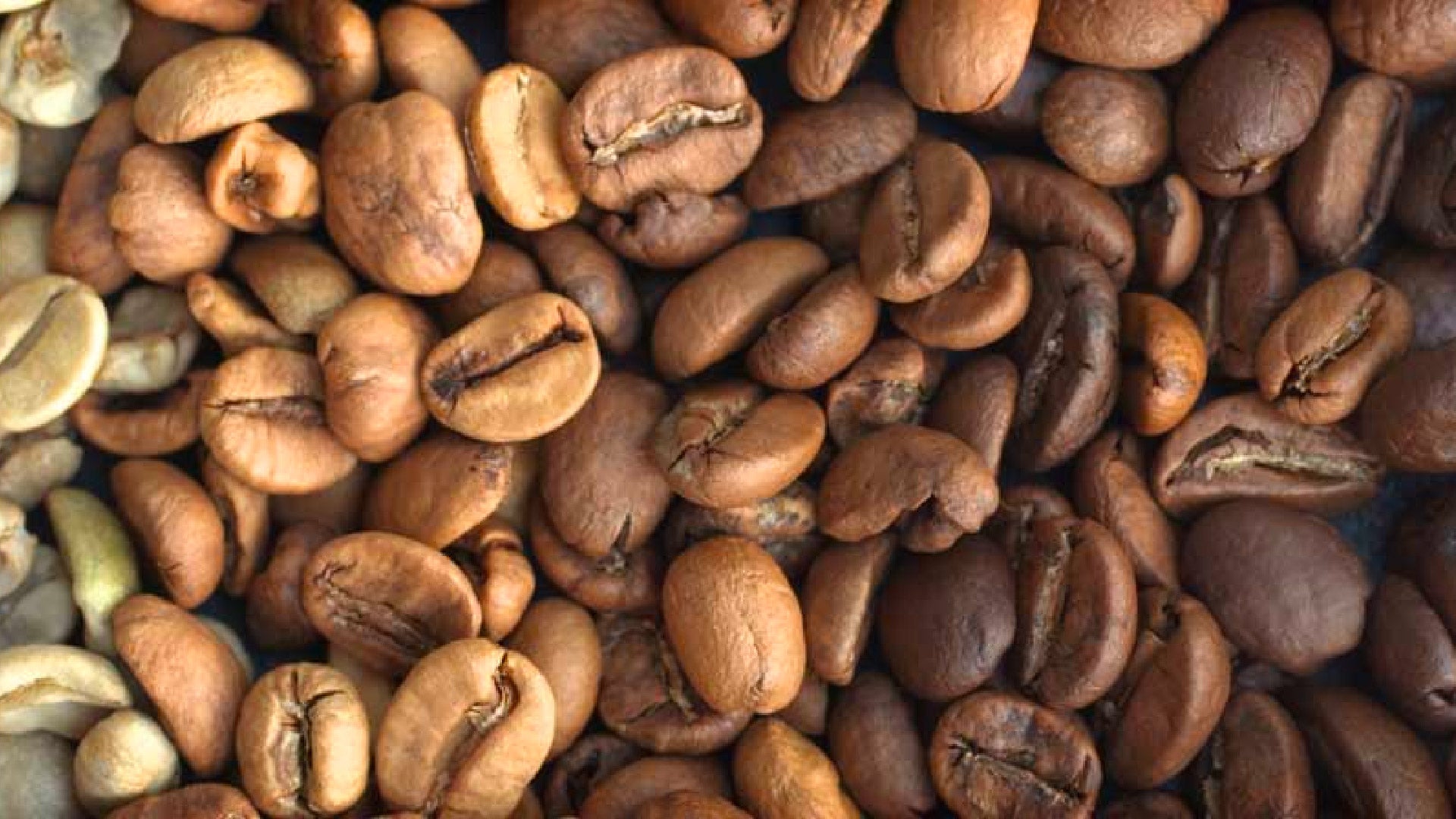 Coffee Roasting process and difference of Light, Medium, and Dark Roast