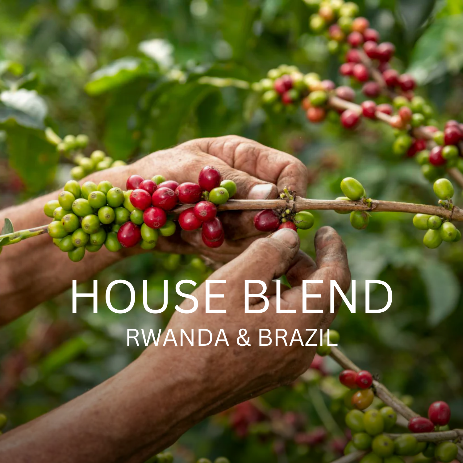 Houseblend "Rwanda & Brazil"